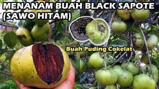 Cara Mudah Menanam Pohon Buah Black Sapote Sawo Hitam Jumbo - Grow Chocolate Pudding Fruit Tree