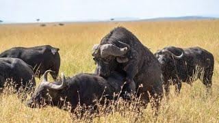 Buffalo eating grass in vegetables fields.