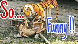 Fake Tiger Prank  Dogs Funny Reactions  @designtechdt