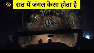 Night Safari Experience in Panna Tiger Reserve  Virtual Safari with Discover Wild Paws