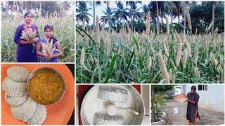 Kambu Harvesting & kambu idly in tamil  pearl millet recipe Traditional south Indian dish