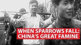 When Sparrows Fall Chinas Great Famine  Asian Century