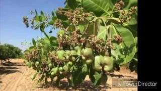 farming 2017 growing  cashew trees