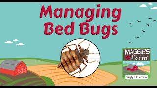 Managing Bed Bugs with Maggies Farm Bed Bug Killer.