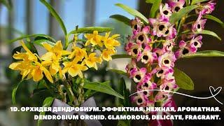 1D.Орхидея Дендробиум. Эффектнаянежнаяароматная.Dendrobium orchid. Glamorous delicate fragrant.