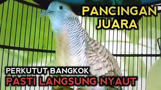 PERKUTUT BANGKOK GACOR SUARA AMPUH UNTUK PANCINGAN. Terbukti NYAUT GACOR