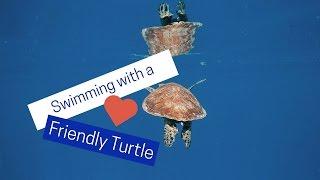 Swimming with a friendly turtle