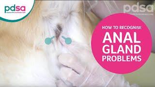 How To Recognise Anal Gland Problems In Your Dog