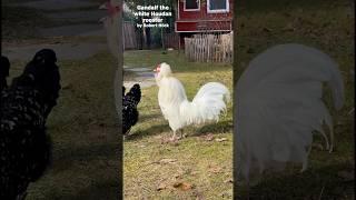 GANDALF kräht  Zwerg-Houdan Hahn im Farbschlag „Weiß“ #haubenhühner #crestedchickens #rooster