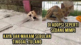 Astagfirullah Kucing Udah Struk Kurus Kering Menangis Di Jalanan Minta Di Adopsi..