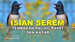 ISIAN SEREM  Suara Burung Tembakan Paling Rapat dan Kasar Untuk Isian Burung Lomba AUTO JUARA