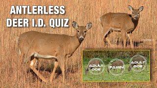 How to Identify Antlerless Deer in the Field Plus 18-Deer Quiz