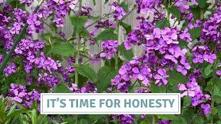 Harvesting And Sowing Honesty Lunaria How To Save Honesty Cottoverdi