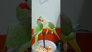 Raw Alexander feeding female #parrot #talkingparrot #shorts #cutebird #birds