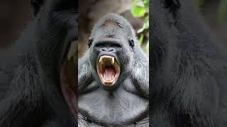 6 Animals That Could Defeat A Gorilla #gorilla #animalbattle #wildlife  #wildlifebattle