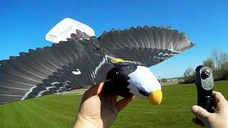 Go Go Bird Eagle RC Bird Flight Test Review