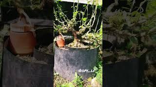 Waru Taiwan Proses #bonsai #warutaiwan #hibiscus #bonsaiwaru #warubonsai #bonsaiart #bonsaitree