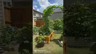 My garden transformation 