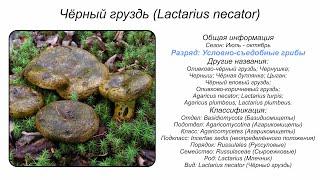 Чёрный груздь Lactarius necator