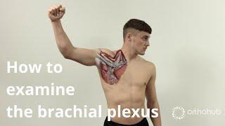 How to examine the brachial plexus - short version — watch orthohub examinations with Tom Quick