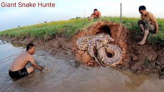 Pitbull Hound facing Giant Snake. 200 kg  Giant Snake Hunter