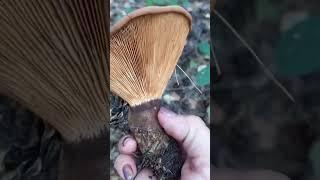 Двойник ядовитой свинушки #грибы #shorts #short #video #nature #fun #funny #mushrooms #тихаяохота