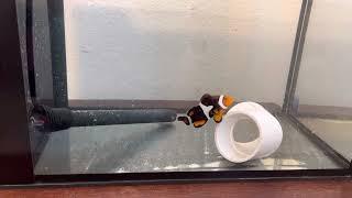 Wild Onyx Clownfish