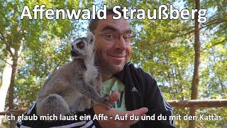 Fotowalk im Affenwald Straußberg - Ich glaub mich laust ein Affe - Auf du und du mit den Kattas