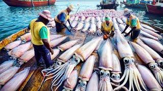 How Japanese Fishermen Use Robots To Catch Billions Of Squid - Squid Processing in Factory