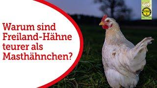 Tierwohl zuerst Warum kosten Freiland-Hähne mehr als Masthähnchen?