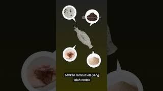 Makhluk ini biasa ada di bawah kasur kamu