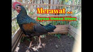 Merawat dan memanjakan Ayam Hutan Hijau dengan cara mandi kipu  mandi pasir  tanah