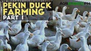 Pekin Duck  Farming Part 1  Pekin Duck Industry in the Philippines