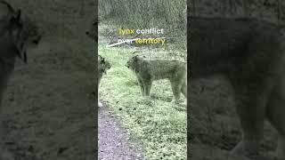 lynx fighting over territory #wildlife #noinjury