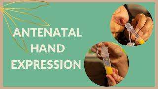 Antenatal Hand Expression How to Collect and Store Colostrum During your Pregnancy