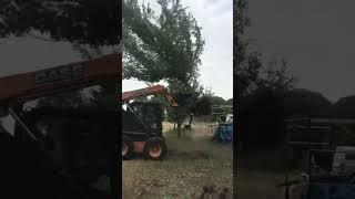 Virnig Skid Steer Tree Puller in Action