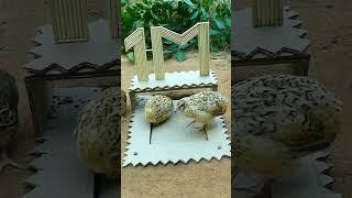 Quail Capture Techniques Mastering the Gentle Art Today Viral News