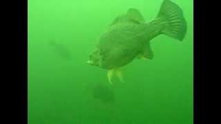 Golden Perch in Blowering Dam