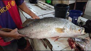 CARA CEPAT POTONG IKAN KAKAP