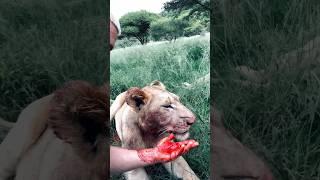 Lion feeding session #lion #deanschneider #bigcat