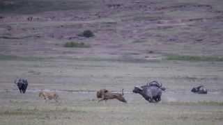 Lion vs Buffalo