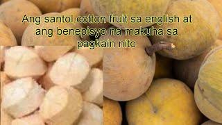 Ang SantolCotton fruit sa english at ang benepisyo nito sa ating katawan#shorts #philippinesfruits