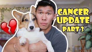 Update on My Corgis Cancer Treatment Part 3  Life After College Ep. 745
