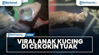 VIRAL Anak Kucing Di Cekoki Tuak Polsek Ambarawa  Kami Akan Buru Pelakunya..