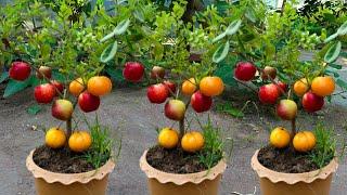 How To Grafting Apple With Orange Fruit To Apple Tree how to grow fruits