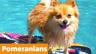 Silly Pomeranian Reactions & Bloopers  Funny Pet Videos