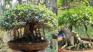 Bonsai Tour   Bonsai Garden