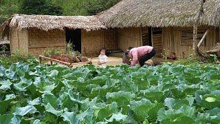 Gardening Harvesting Vegetables Cooking Traditional Buffalo Skin Soup Mountain Life  EP. 31