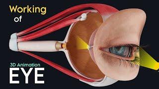 Working of a Human Eye  3D Animation  The Scopic Vision