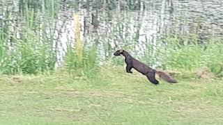 Pine Martin vs Duck